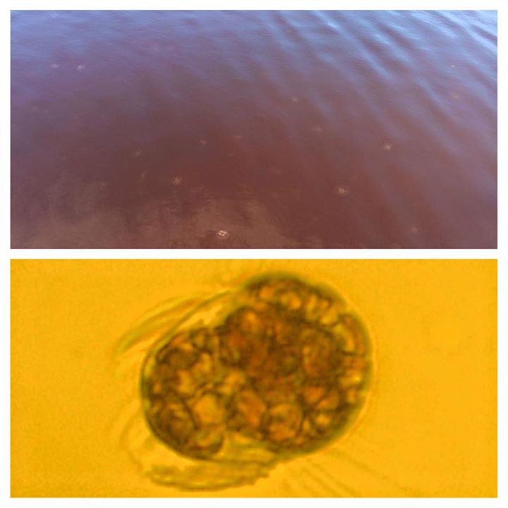 7Mesodinium blomning