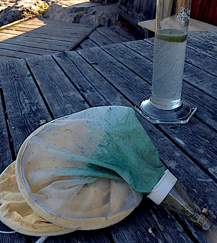 cyanobakterieblomnig o håv