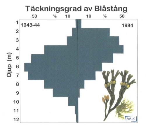 djuputbredning-blastang