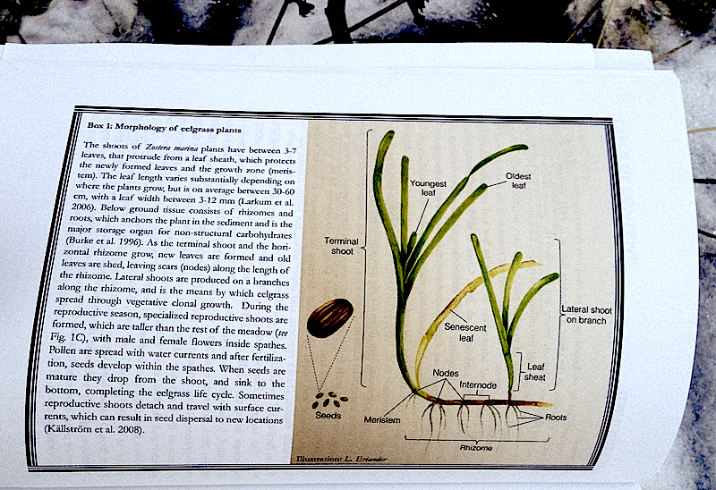 1a%cc%8algra%cc%88s-fo%cc%88ro%cc%88kning