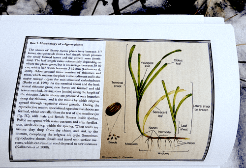 1a%cc%8algra%cc%88s-fo%cc%88ro%cc%88kning