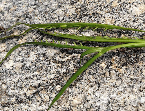 2a%cc%8algra%cc%88sblomma