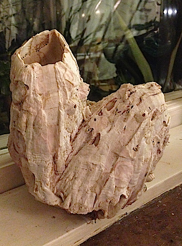 Havstulpan Chile.png