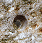 10balanid-sla%cc%88t-vit-back