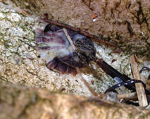 9japanskt-ostron-vit-back