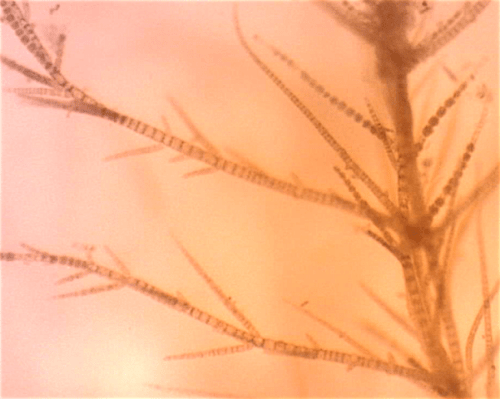 4pylaiella-uniloklula%cc%88ra-sporangier