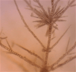 5pyllaiella-med-kiselalger