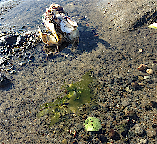 6monostroma-va%cc%88stkust-o-ostron