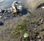 6monostroma-va%cc%88stkust-o-ostron