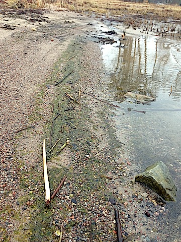 7monostroma ilandspolad