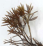 1Furcellaria planta med&nbsp;toppar