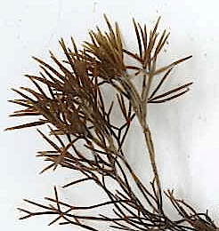 1Furcellaria planta med toppar