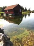 9cyanobakterier vid båthuset160823