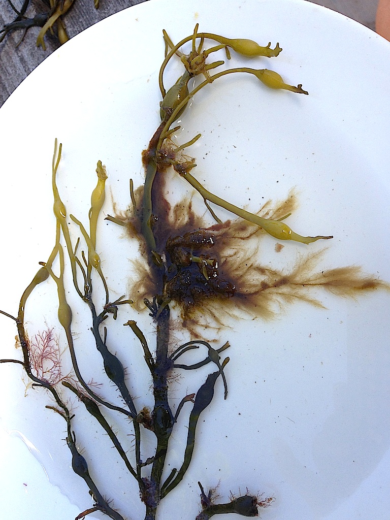 1Knöltång med påväxt