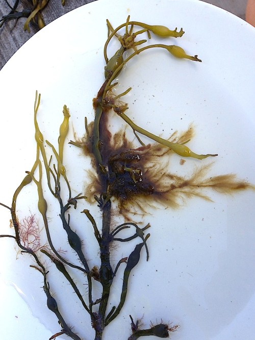 1Knöltång med påväxt