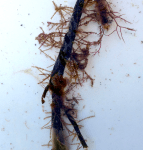 5Dynamena med rödalg kopia