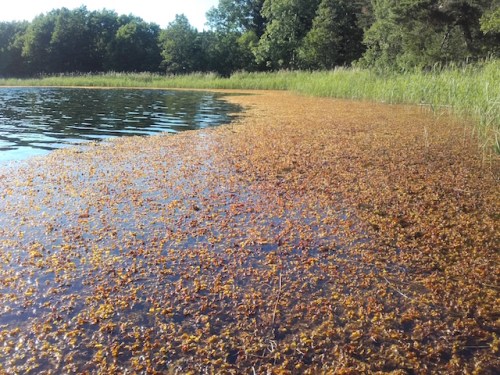 Drivande i vassvik, Fotot Ulrika Westeråker Träskö