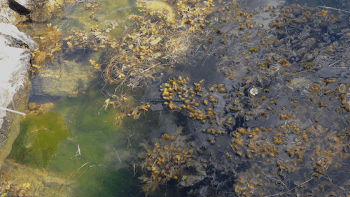 drivande tång med förökningstoppar