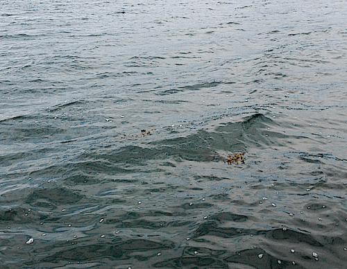 drivande tång till havs