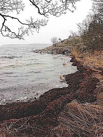 två stora tångvallar i Råttviken