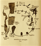 1livscykel Saccharina Modf. Raven,Evert&nbsp;Einhorn