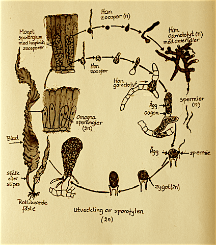 1livscykel Saccharina Modf. Raven,Evert Einhorn