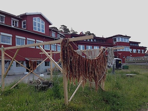 4Saccharina på tork vid labbet