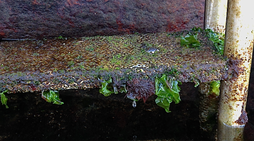 3steg 5- periodvis ur vattnet