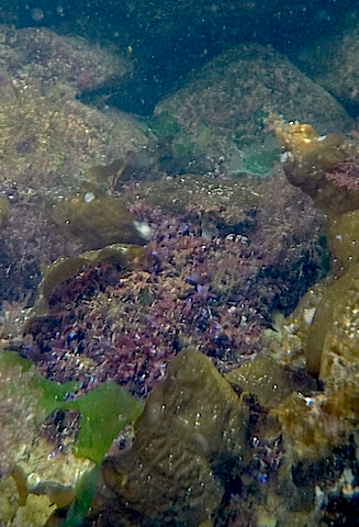 4Chondrus iriserar i blått