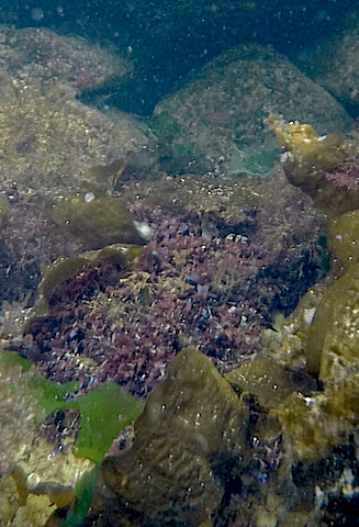 4Chondrus iriserar i blått
