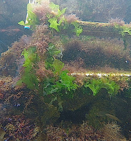 4steg 7 och iriserande chondrus