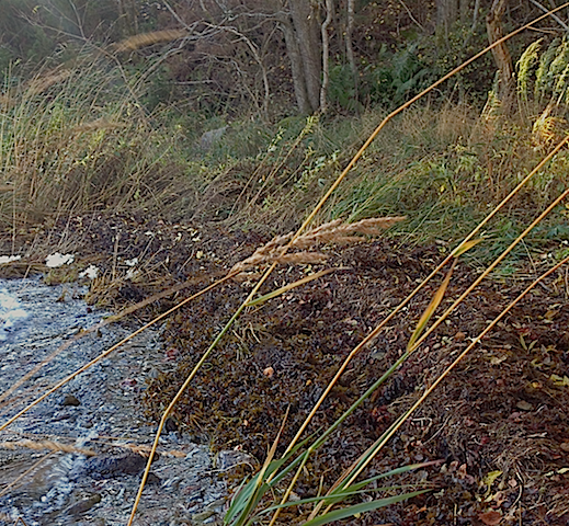 1tångvallen byggs upp 20171021