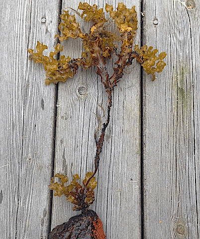 2Blåstångsgren ca 4-5 år gammal