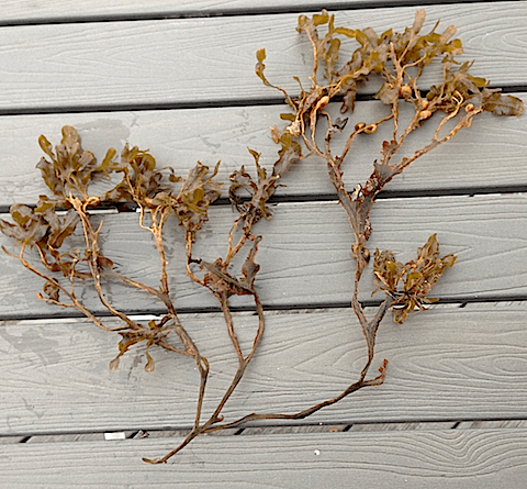 3betad tångplanta 20171020