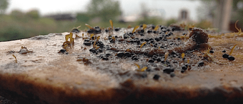 3groddplantor ca 4 mån gamla