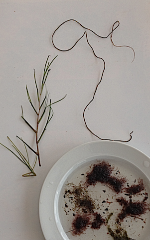 4arter i tångvallen 20171020