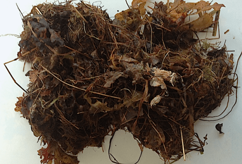 5arter i tångvallen, slutet september 20171020