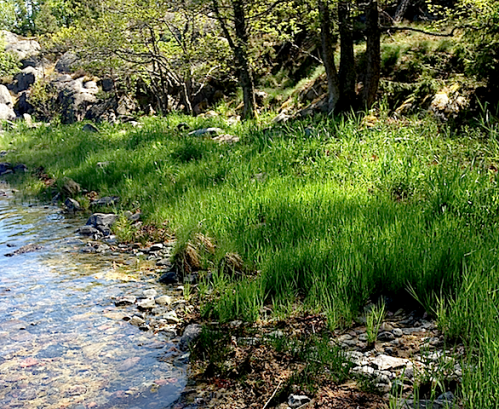 6Tånggvall 20170606