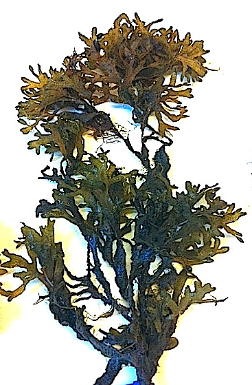 blåstång utan flytblåsor