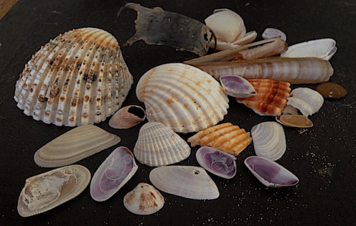 Skalsamling från strand vid Montellier