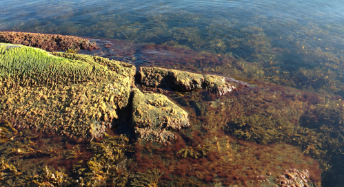 1klippa i höstfärger