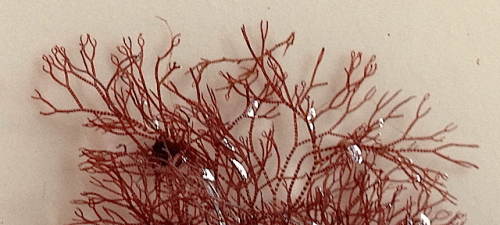 3Ceramium tenuicorne randig klotoppar