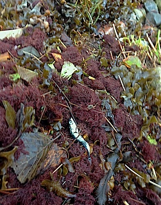 4tångvall 20171027 ceramium o spigg