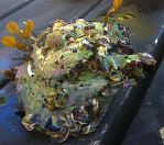 6 ostron lite&nbsp;påväxt