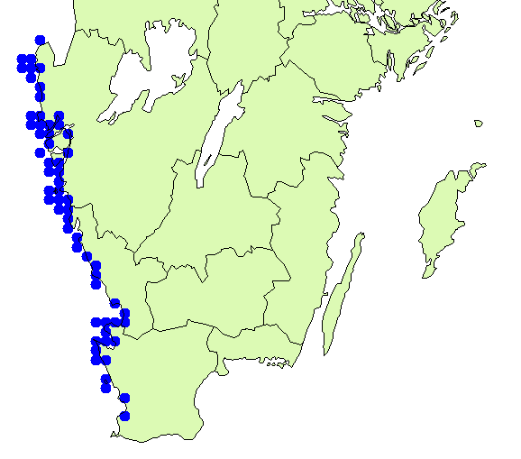 utbredningskarta för Brogniartella