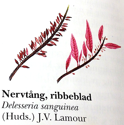 bild 2 förökningsstadier Ribbeblad