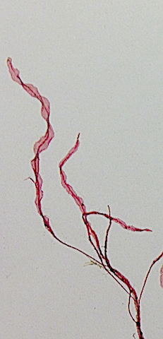 bild 3 Ribbeblad Östersjön