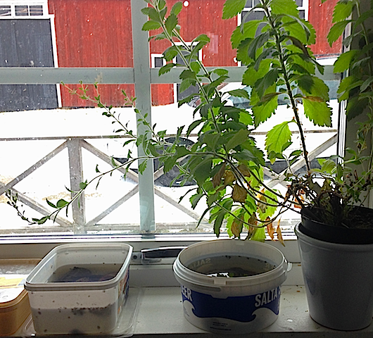 Fönster med burkar