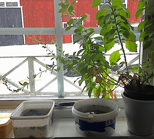 Fönster med burkar