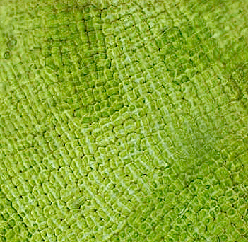 prasiola cell grupper